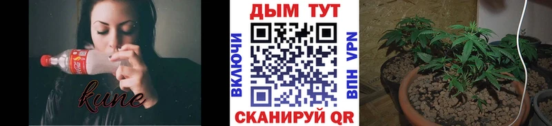 Бошки Шишки конопля  Саяногорск 